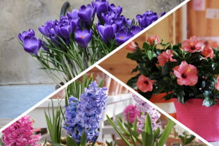 Kādi istabas augi skaisti zied un neprasa lielu uzmanību?