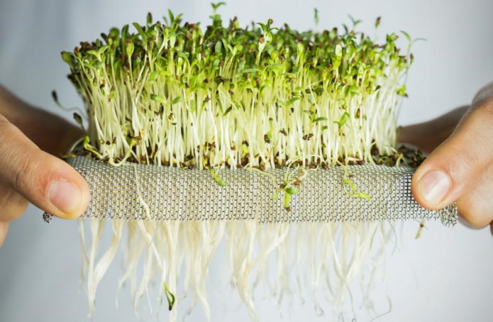 Làm thế nào để tự trồng microgreen?