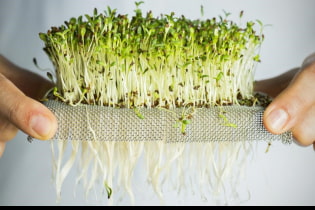 Come coltivare da soli i microgreens?