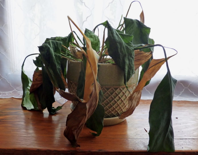 Quins errors s’eviten millor en la cura de les plantes d’interior?