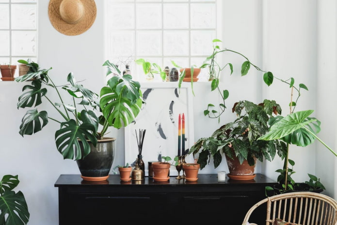 Cosa possono dire le piante d'appartamento sulla padrona di casa?