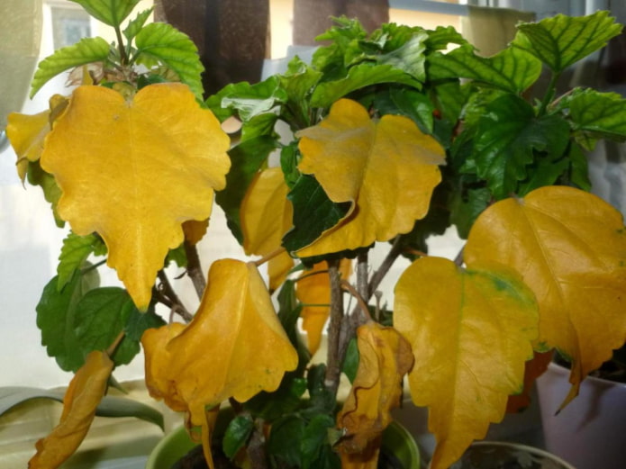 מה לעשות אם עלים של צמחים מקורים הופכים צהובים?