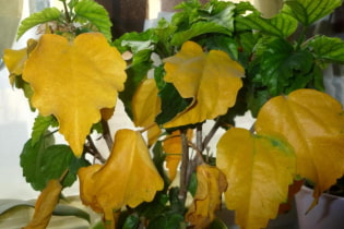 Hvad skal jeg gøre, hvis bladene på indendørs planter bliver gule?