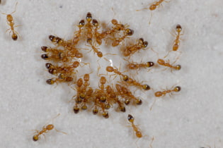 Kuinka päästä eroon muurahaisista?