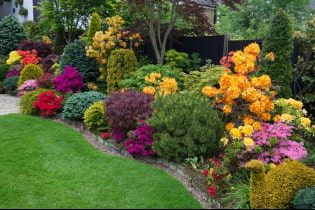 Arbuști ornamentali pentru grădină