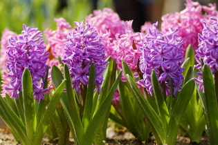 How to care for hyacinth?