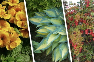 Tumbuhan yang menyukai warna untuk kotej musim panas